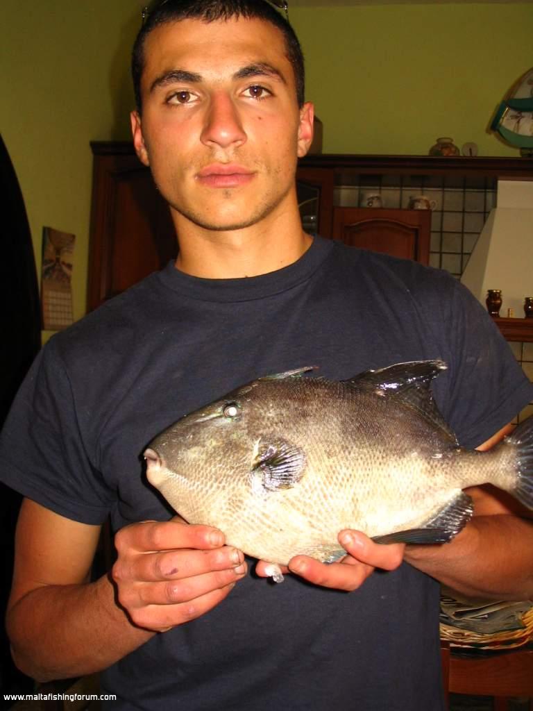 trrigger fish-1.4kg