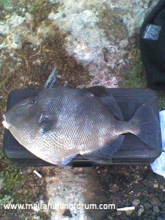 Trigger fish...