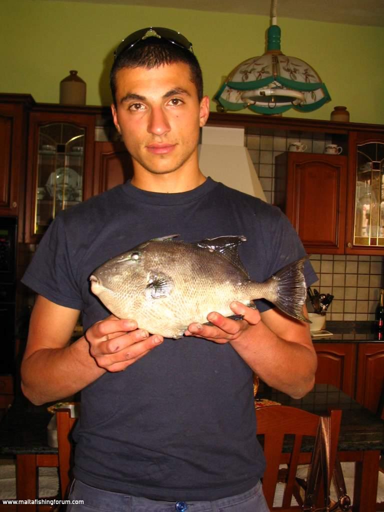 trigger fish-1.4kg