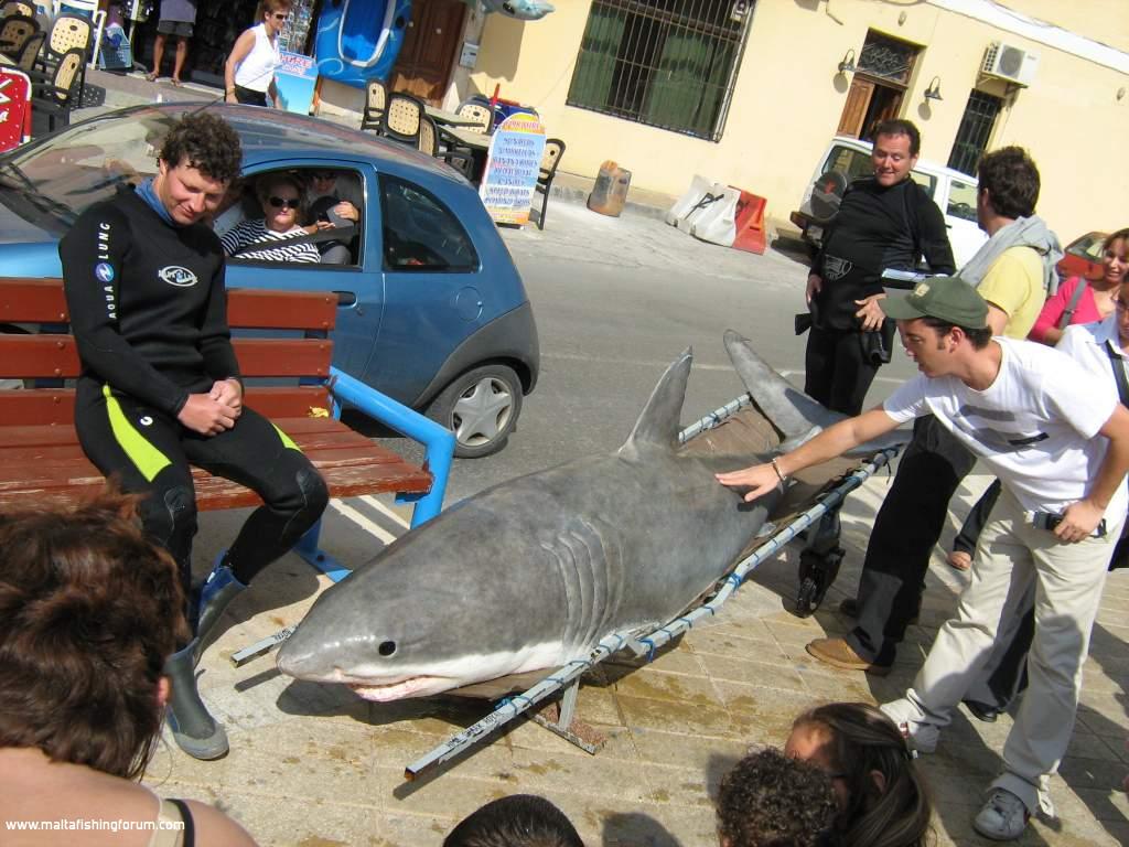 Shark at St. George's Bay