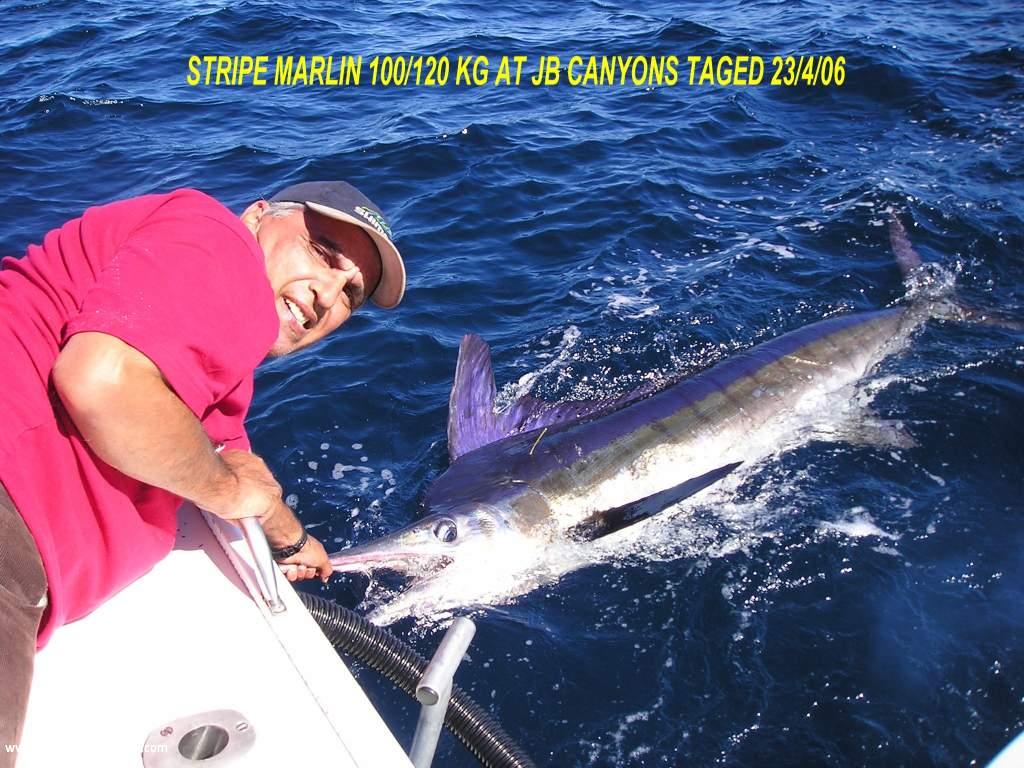 STRIPE MARLIN