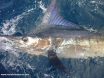 striped marlin