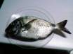 spearfishing