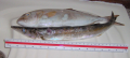Amberjack (cervjola) / red sea barracuda (litz tal lvant)