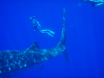 Twoutes Swimming with a Whale Shark