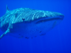 Twoutes Swimming with a Whale Shark