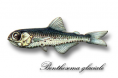 Glacier Lanternfish