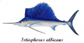 Atlantic Sailfish