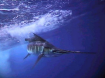 Atlantic Sailfish