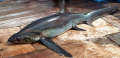 Bigeye Thresher Shark