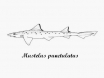 Blackspotted smooth-hound