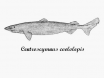 Portuguese Dogfish