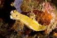Yellow sea slug