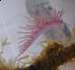 Flabellina Affinis