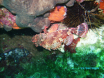 Skorfna/Scorpion fish