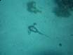 Stingray