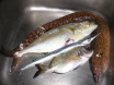 Winter catch