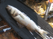 Sea Bass