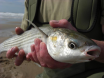 Golden Grey Mullet