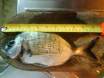 minimum size!!!!! da 310gr fih u jaqbes sew is size