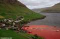 Denmark whale slaughter