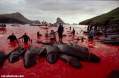 Denmark whale slaughter