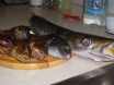 Latest Catch