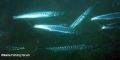 English - mediterranean barracuda. Maltese - Lizz.