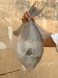 trigger fish