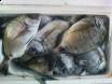 Our latest catch